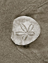 Photo of Gayle