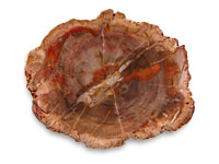 Petrified Wood