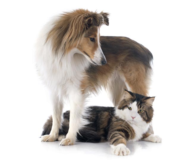 Pet Psychics & Animal Communicators | Psychic Source
