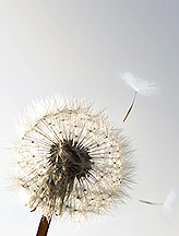 Author's Photo
