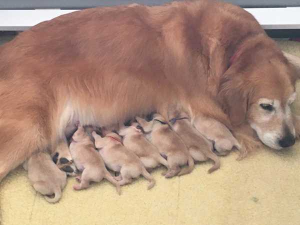 CARMEL and puppies