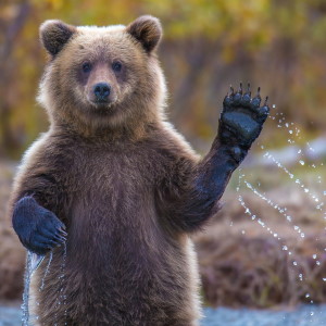 Animal Sign Bear