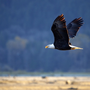 Animal Sign Bald Eagle
