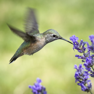 Animal Sign Hummingbird