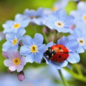 Animal Sign Ladybug