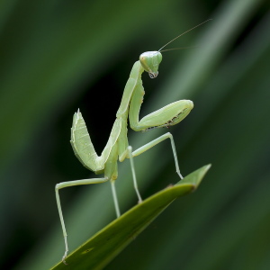 Animal Sign Praying Mantis