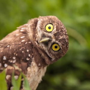 Animal Sign Owl