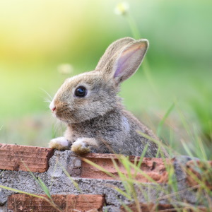 Animal Sign Rabbit