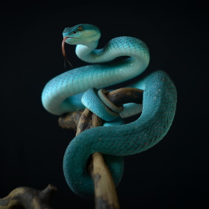 Animal Sign Snake