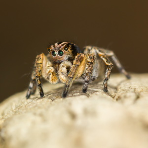 Animal Sign Spider