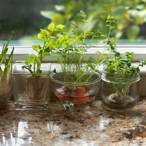 Growing your own herbs can be affordable and easy when you use the propagation technique.
