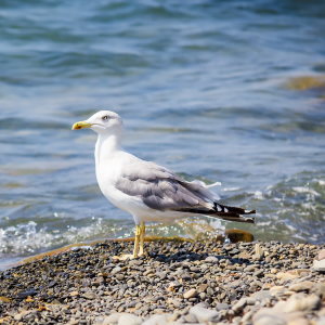 Jonathan Seagull is an ordinary seagull that achieves extraordinary heights by adopting a new way of thinking.
