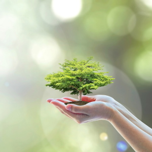 Carry the lessons of the tree of life with you for meaningful inspiration in living a richer life.