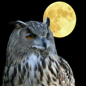Owls represent wisdom and foresight
