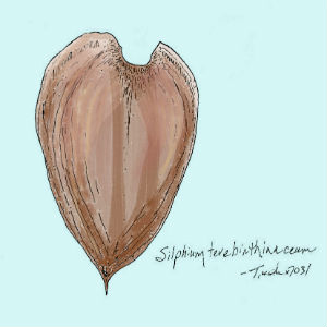 A heart shaped silphium
seed
