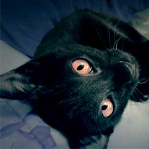 Have no fear! An adorable lucky black cat is here!
