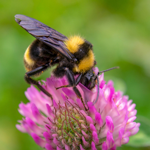 How is a Virgo like the essential bumblebee?