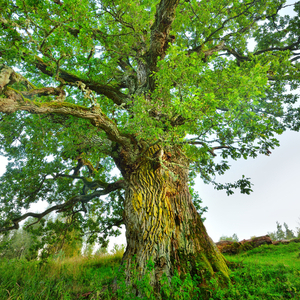 Celtic Tree Wisdom. The Oak Tree: Duir