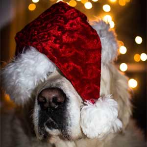 Bah, humbug!