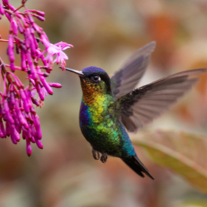 "I started to see hummingbirds everywhere."