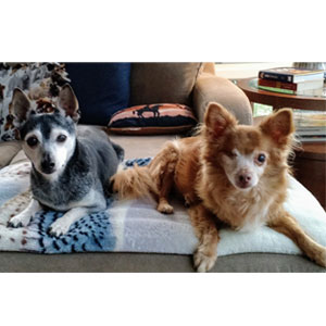 Here are my angels... Rocky and Jersey.
