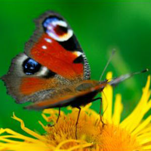Rejuvenate your emotional, mental, physical, and spiritual bodies.