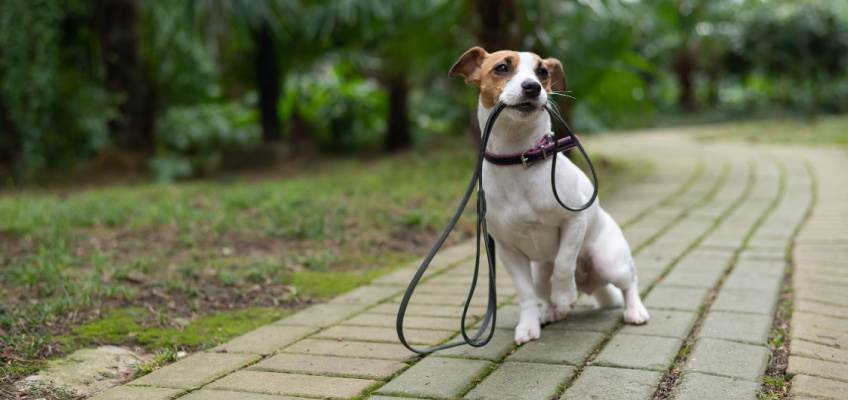 Lost and Found Pet