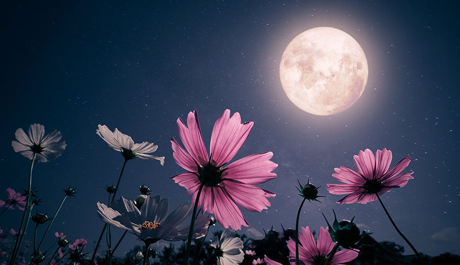 Moon and flowers