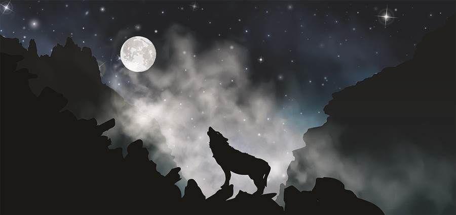 wolf howling at moon