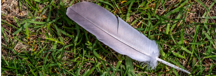Animal Familiar - Bird Feather