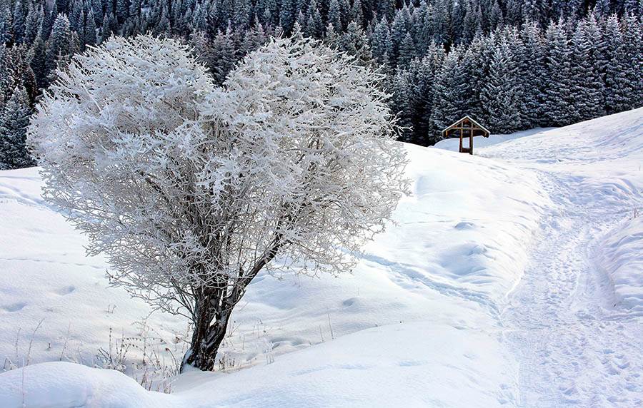 heart shaped tree in the snow