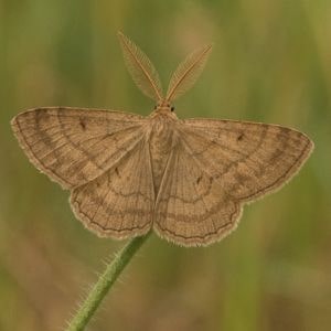 Brown Moth Spiritual Meaning: 7 Powerful Messages From These Night Messengers