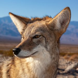 Coyote Spiritual Meaning: Insights into the Trickster's Symbolism and Lessons
