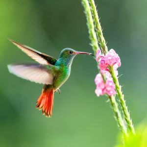 Hummingbird Spiritual Meaning: Symbolism and Significance
