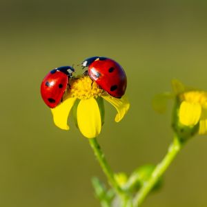 Ladybug Spiritual Meaning: Symbolism, Significance, and Personal Insights