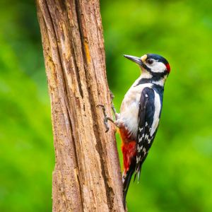 Woodpecker Spiritual Meaning: Insights into Symbolism and Personal Growth