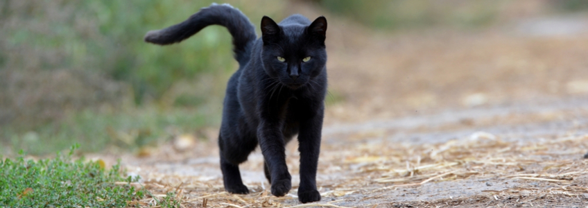 Bad Luck Black Cat