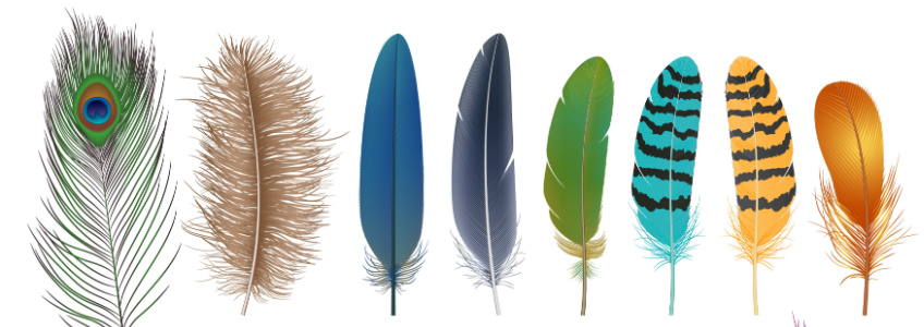 Peacock Feather Meaning Explained: What Do They Symbolize?