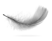 Gray Feathers