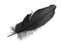 Black Feathers