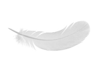 White Feathers