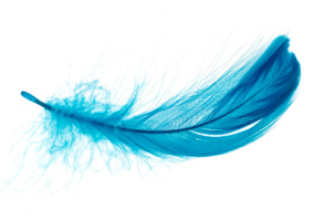 Blue Feathers