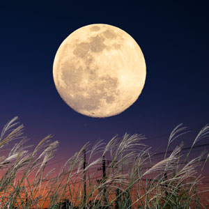 What will the energy of the 2022 Full Harvest Moon bring to your zodiac sign?
