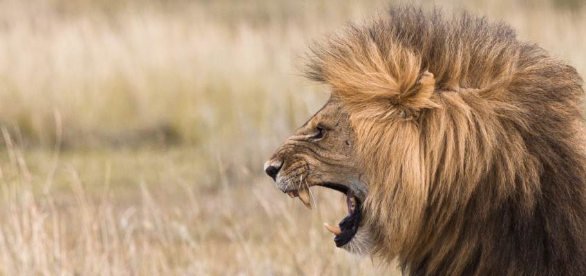 Leo season Inner Lion