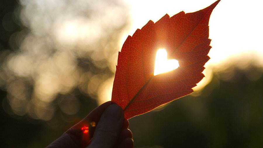 Heart shape inside a leaf