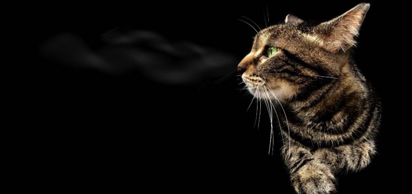 Pet Connections