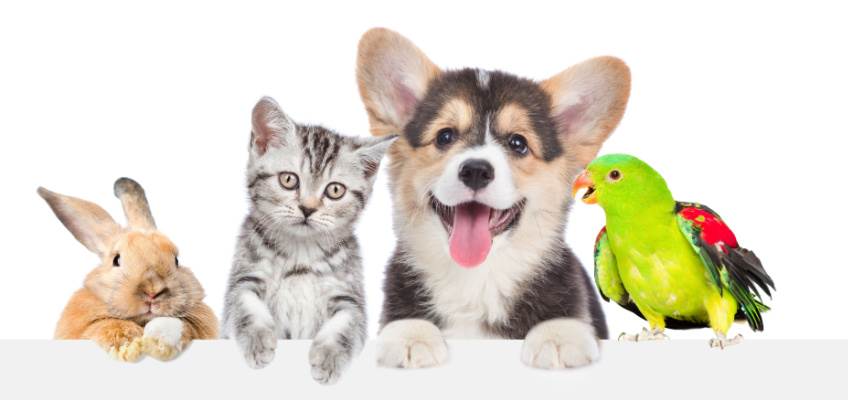 Spirit Sensing Pets