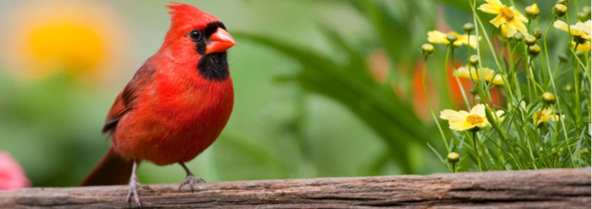 Seeing a Cardinal