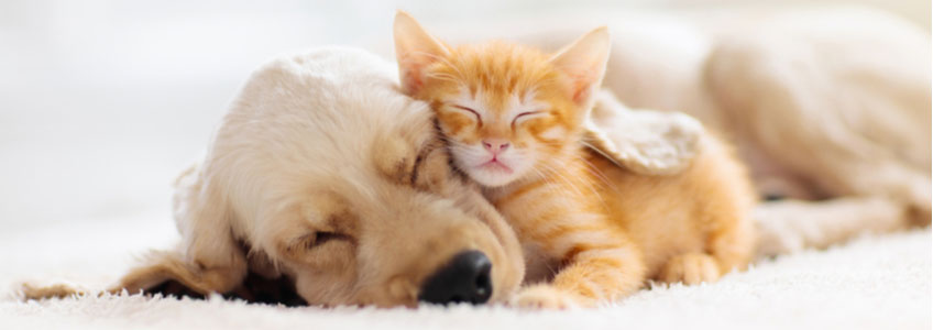 Sleeping Cat and Dog