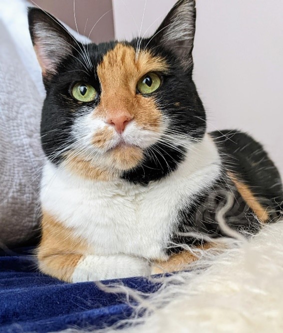 Moria's cat Iris
